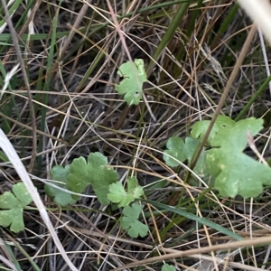 Hydrocotyle sibthorpioides at Molonglo Valley, ACT - 11 Feb 2023 07:59 PM