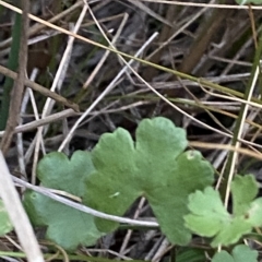 Hydrocotyle sibthorpioides at Molonglo Valley, ACT - 11 Feb 2023