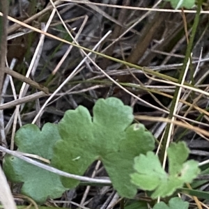 Hydrocotyle sibthorpioides at Molonglo Valley, ACT - 11 Feb 2023 07:59 PM