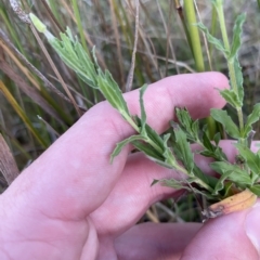 Epilobium hirtigerum (Hairy Willowherb) at Block 402 - 11 Feb 2023 by Tapirlord