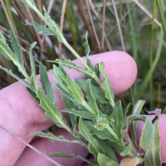 Epilobium hirtigerum at Molonglo Valley, ACT - 11 Feb 2023 07:58 PM