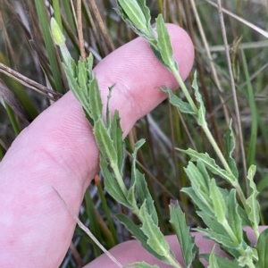 Epilobium hirtigerum at Molonglo Valley, ACT - 11 Feb 2023 07:58 PM