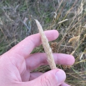 Phalaris aquatica at Molonglo Valley, ACT - 11 Feb 2023 07:57 PM