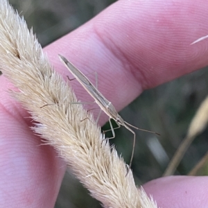 Mutusca brevicornis at Molonglo Valley, ACT - 11 Feb 2023