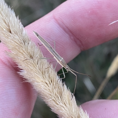 Mutusca brevicornis (A broad-headed bug) at Molonglo Valley, ACT - 11 Feb 2023 by Tapirlord