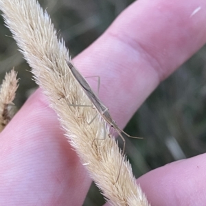 Mutusca brevicornis at Molonglo Valley, ACT - 11 Feb 2023