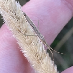 Mutusca brevicornis at Molonglo Valley, ACT - 11 Feb 2023