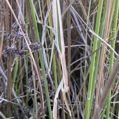 Unidentified Praying mantis (Mantodea) at Molonglo Valley, ACT - 11 Feb 2023 by Tapirlord