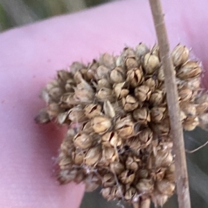 Juncus australis at Molonglo Valley, ACT - 11 Feb 2023 07:53 PM