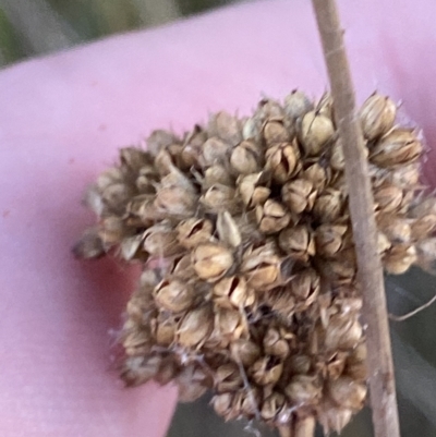 Juncus australis (Australian Rush) at Block 402 - 11 Feb 2023 by Tapirlord