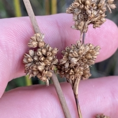 Juncus australis at Molonglo Valley, ACT - 11 Feb 2023 07:53 PM