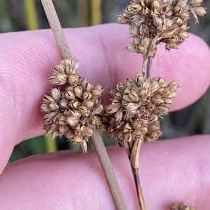 Juncus australis at Molonglo Valley, ACT - 11 Feb 2023 07:53 PM