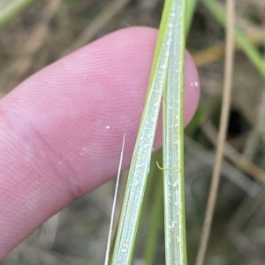 Juncus australis at Molonglo Valley, ACT - 11 Feb 2023