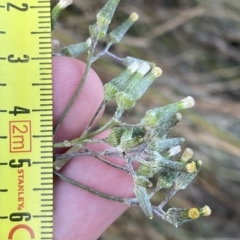 Senecio campylocarpus (Swamp Cotton Fireweed) at Molonglo Valley, ACT - 11 Feb 2023 by Tapirlord