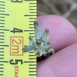 Senecio campylocarpus at Molonglo Valley, ACT - 11 Feb 2023