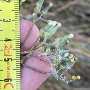 Senecio campylocarpus at Molonglo Valley, ACT - 11 Feb 2023 07:50 PM