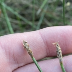 Eleocharis acuta (Common Spike-rush) at Molonglo Valley, ACT - 11 Feb 2023 by Tapirlord