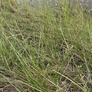 Eleocharis acuta at Molonglo Valley, ACT - 11 Feb 2023