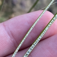 Juncus usitatus at Molonglo Valley, ACT - 11 Feb 2023 07:48 PM