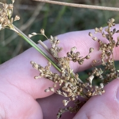 Juncus usitatus at Molonglo Valley, ACT - 11 Feb 2023 07:48 PM