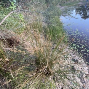 Juncus usitatus at Molonglo Valley, ACT - 11 Feb 2023 07:48 PM