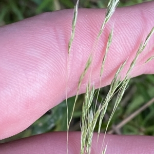 Lachnagrostis filiformis at Molonglo Valley, ACT - 11 Feb 2023