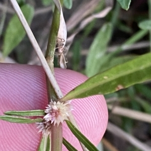 Alternanthera denticulata at Molonglo Valley, ACT - 11 Feb 2023