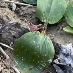 Potamogeton sulcatus at Molonglo Valley, ACT - 11 Feb 2023