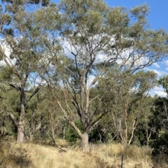 Eucalyptus blakelyi (Blakely's Red Gum) at Federal Golf Course - 10 Feb 2023 by Tapirlord