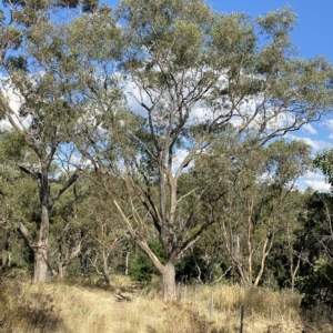 Eucalyptus blakelyi at Hughes, ACT - 10 Feb 2023