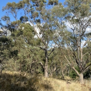 Eucalyptus blakelyi at Hughes, ACT - 10 Feb 2023