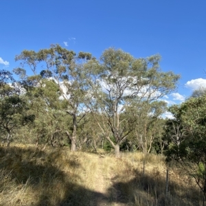 Eucalyptus blakelyi at Hughes, ACT - 10 Feb 2023