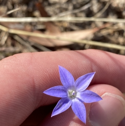 Wahlenbergia capillaris (Tufted Bluebell) at Red Hill to Yarralumla Creek - 10 Feb 2023 by Tapirlord