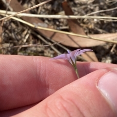 Wahlenbergia capillaris at Hughes, ACT - 10 Feb 2023