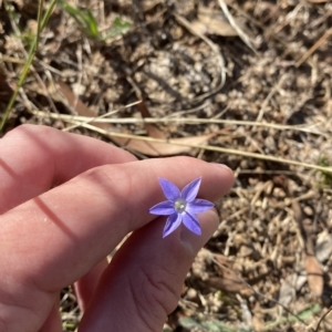 Wahlenbergia capillaris at Hughes, ACT - 10 Feb 2023