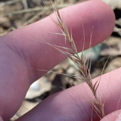 Vulpia sp. at Red Hill, ACT - 10 Feb 2023