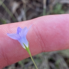 Wahlenbergia capillaris (Tufted Bluebell) at Deakin, ACT - 10 Feb 2023 by Tapirlord