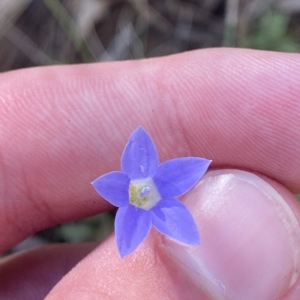 Wahlenbergia capillaris at Deakin, ACT - 10 Feb 2023