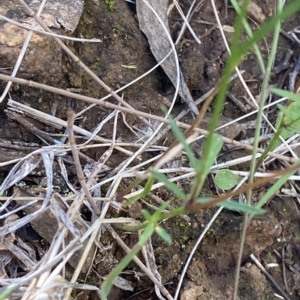 Wahlenbergia capillaris at Deakin, ACT - 10 Feb 2023