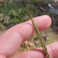 Bothriochloa macra (Red Grass, Red-leg Grass) at Deakin, ACT - 10 Feb 2023 by Tapirlord