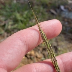 Bothriochloa macra at Deakin, ACT - 10 Feb 2023