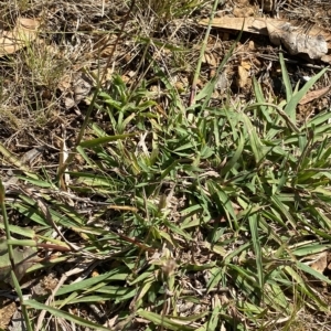 Bothriochloa macra at Deakin, ACT - 10 Feb 2023