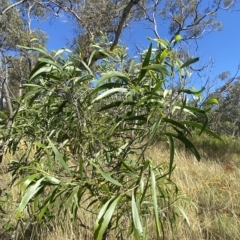 Acacia implexa (Hickory Wattle, Lightwood) at Red Hill Nature Reserve - 10 Feb 2023 by Tapirlord