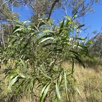 Acacia implexa (Hickory Wattle, Lightwood) at Red Hill Nature Reserve - 10 Feb 2023 by Tapirlord