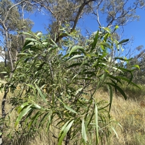 Acacia implexa at Deakin, ACT - 10 Feb 2023