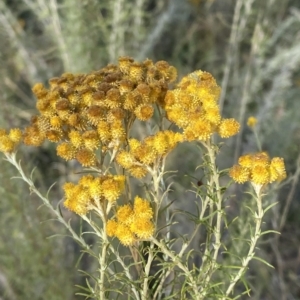 Chrysocephalum semipapposum at Curtin, ACT - 10 Feb 2023