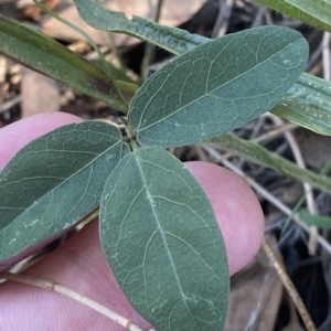 Glycine tabacina at Deakin, ACT - 10 Feb 2023