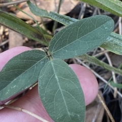 Glycine tabacina at Deakin, ACT - 10 Feb 2023