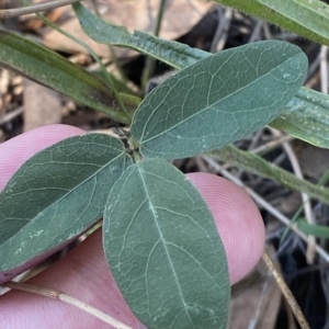 Glycine tabacina at Deakin, ACT - 10 Feb 2023