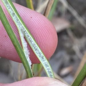 Juncus vaginatus at Deakin, ACT - 10 Feb 2023 04:12 PM